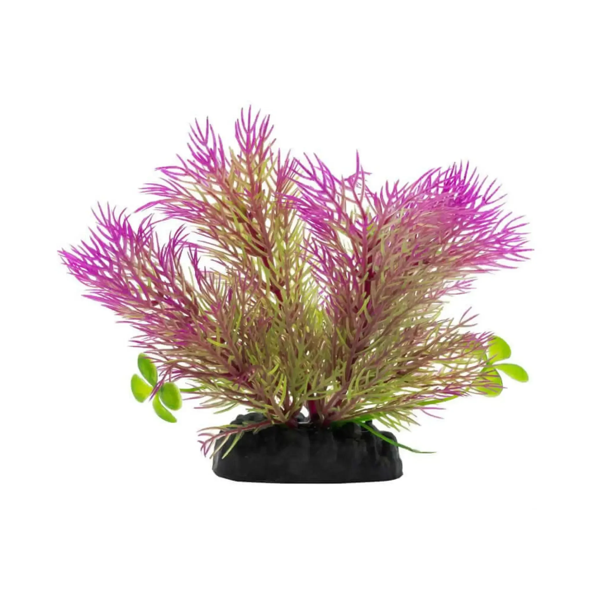 AquaSpectra Ceratopteris Plant Purple 10cm