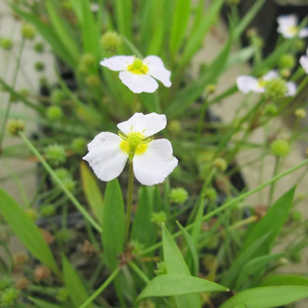 Baldellia Ranunculoides Aquatic Pond Plant - Lesser Water Plantain