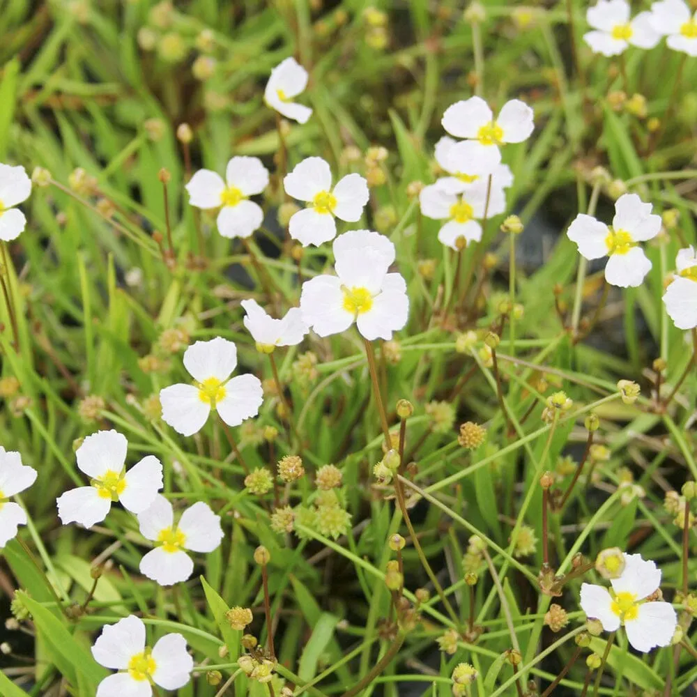 Baldellia Ranunculoides Aquatic Pond Plant - Lesser Water Plantain