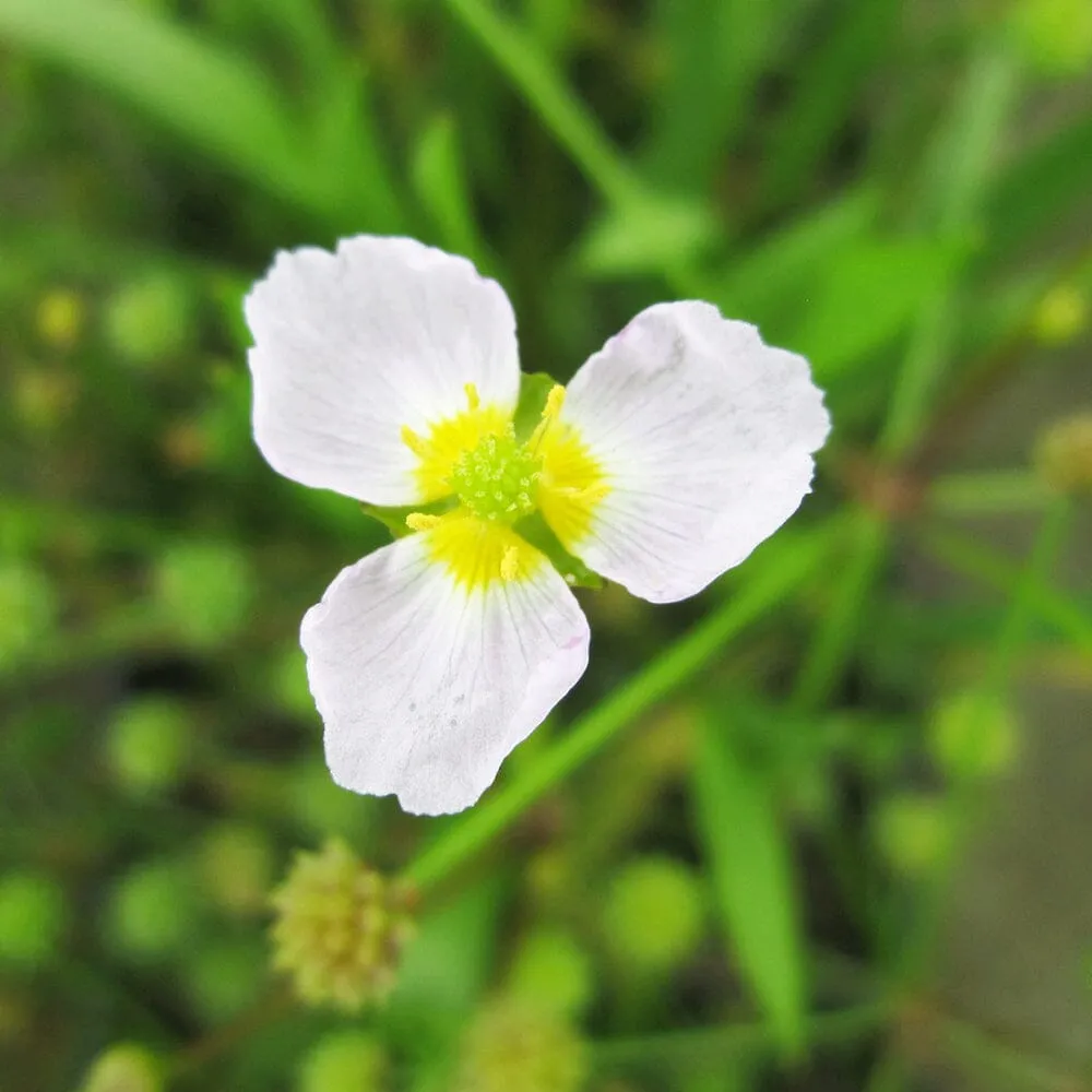 Baldellia Ranunculoides Aquatic Pond Plant - Lesser Water Plantain