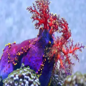 Clown Cucumber  (Pseudocolochirus violaceus)