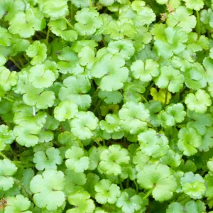 Hydrocotyle Nova Zealand Aquatic Pond Plant Asian Pennywort