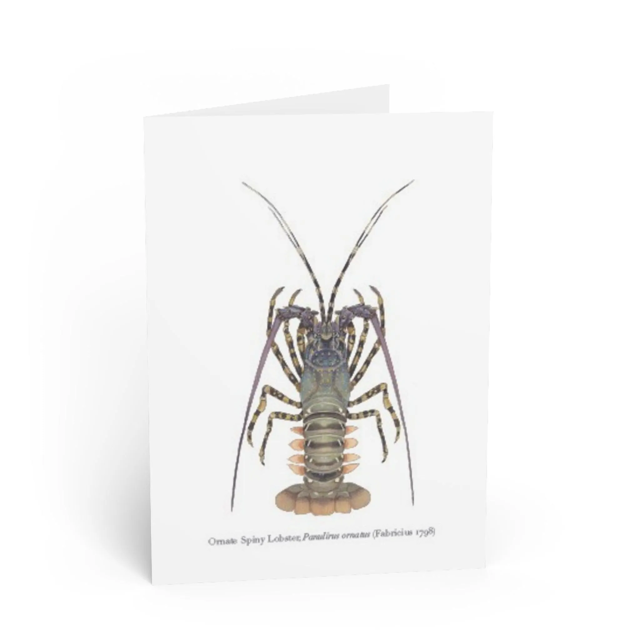 Ornate Spiny Lobster Greeting Card