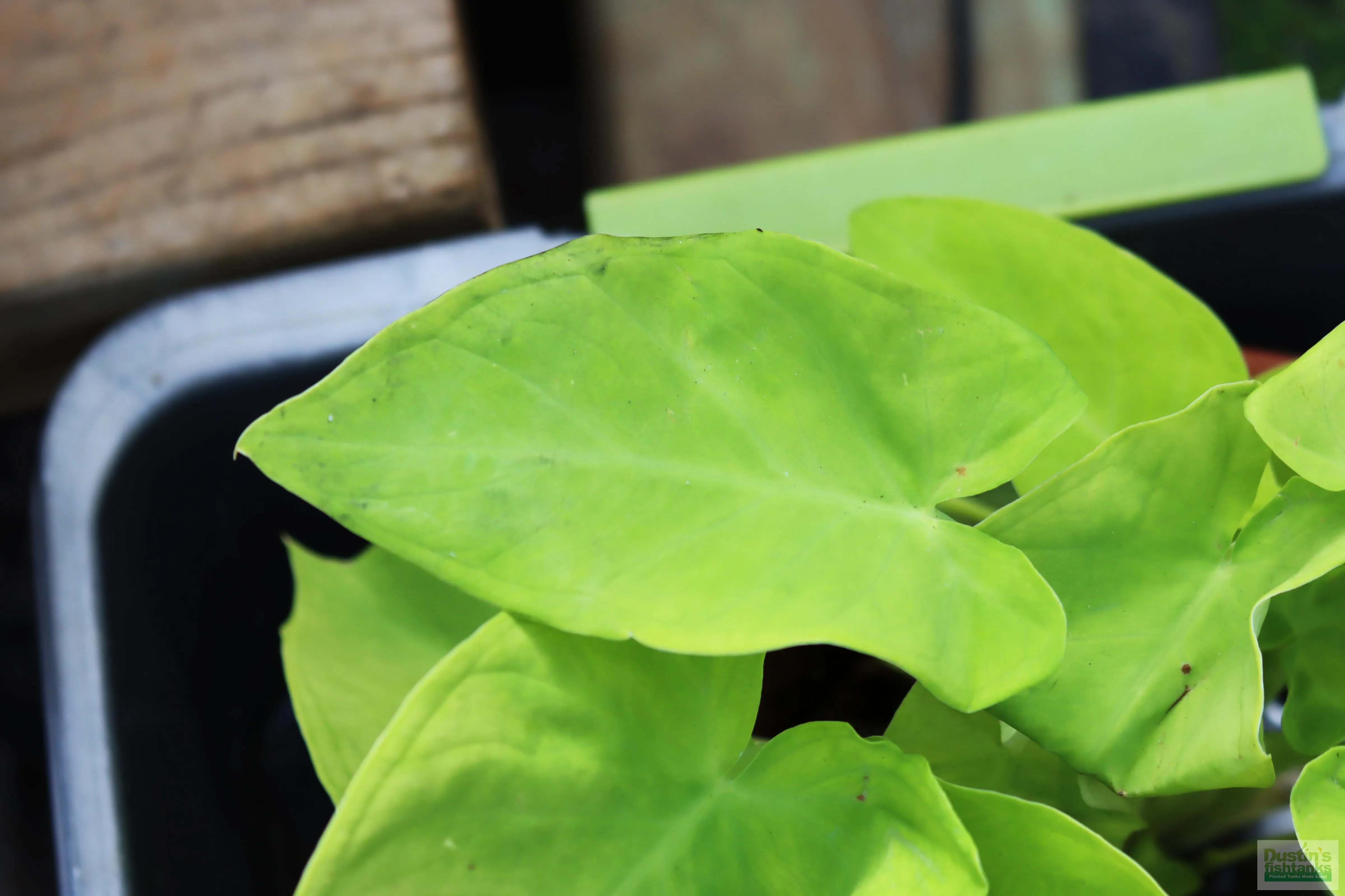 Taro Plants (6 Types!)