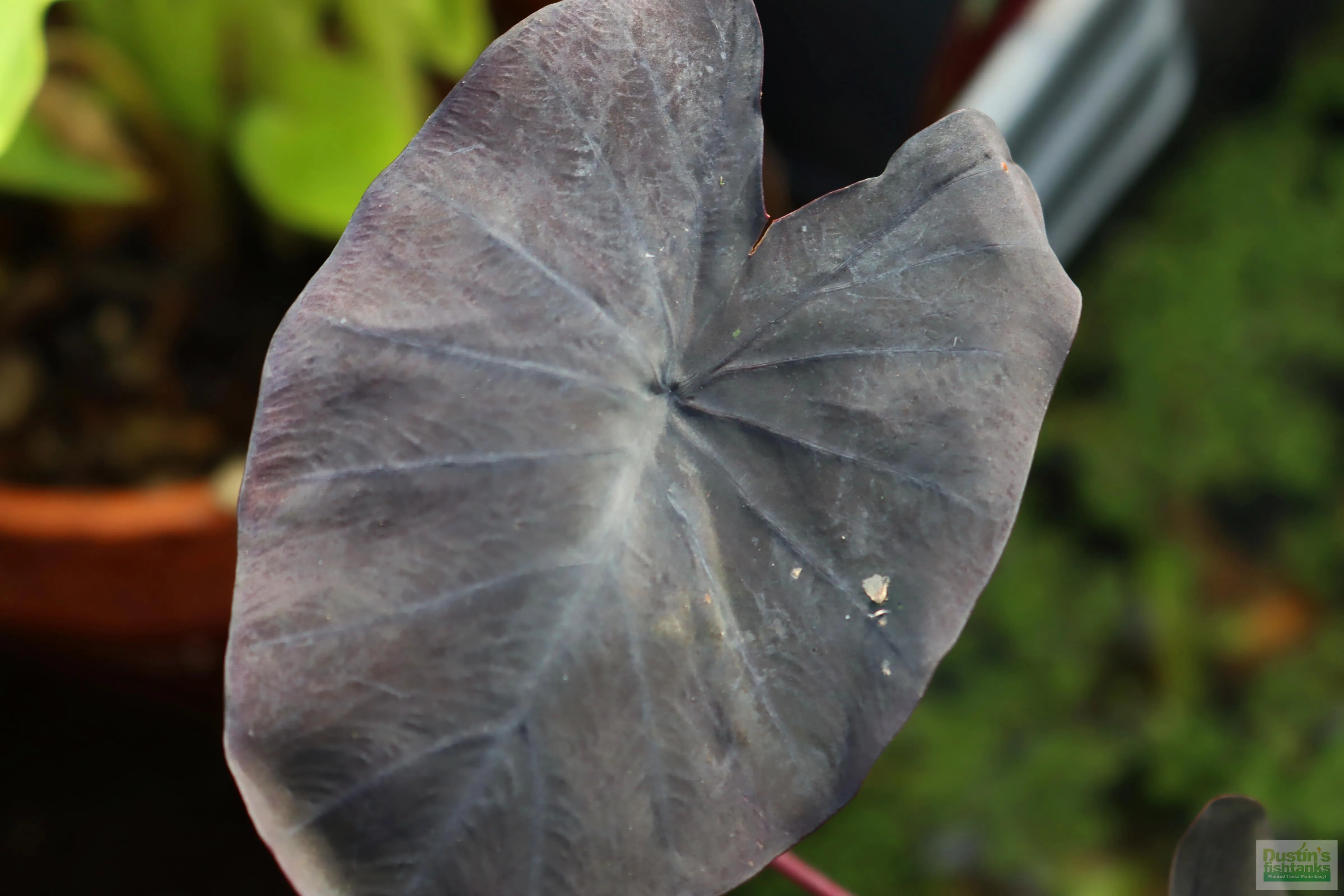 Taro Plants (6 Types!)